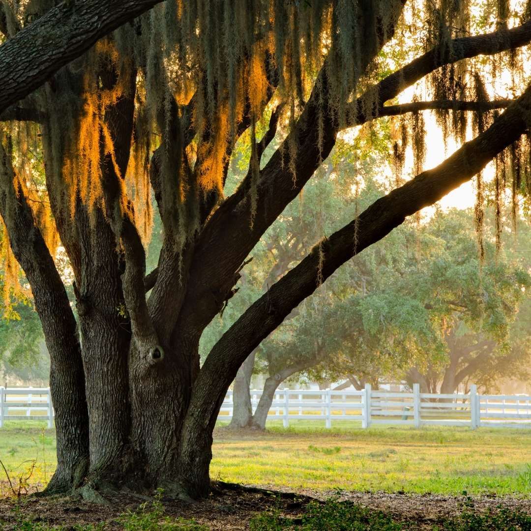Late winter tree pruning Gainesville