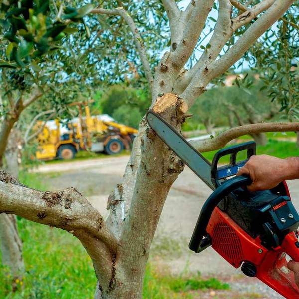 Tree trimming in Gainesville, FL