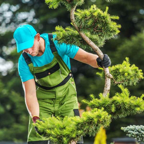 A tree expert inspecting a tree.