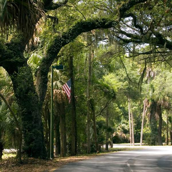 An image of a street lined with Live Oak Trees