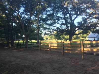An image of a neighbors tree limbs over your property line in Gainesville, FL.