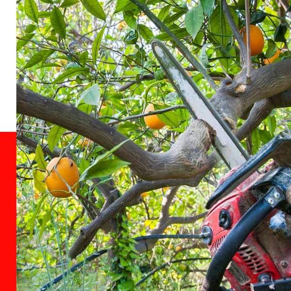 Gainesville-Tree-Service.jpg