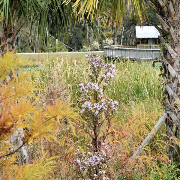 Trees near wetlands