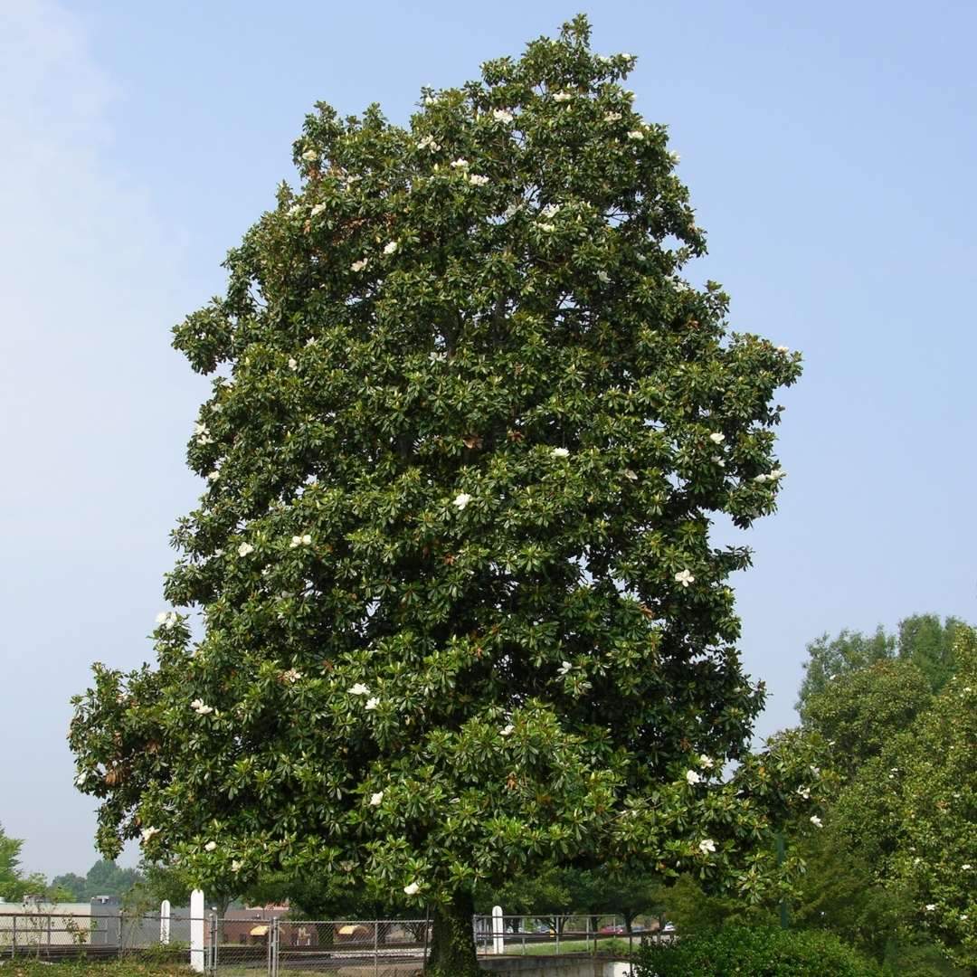 Southern Magnolia Tree Requiring Winter Pruning.jpg