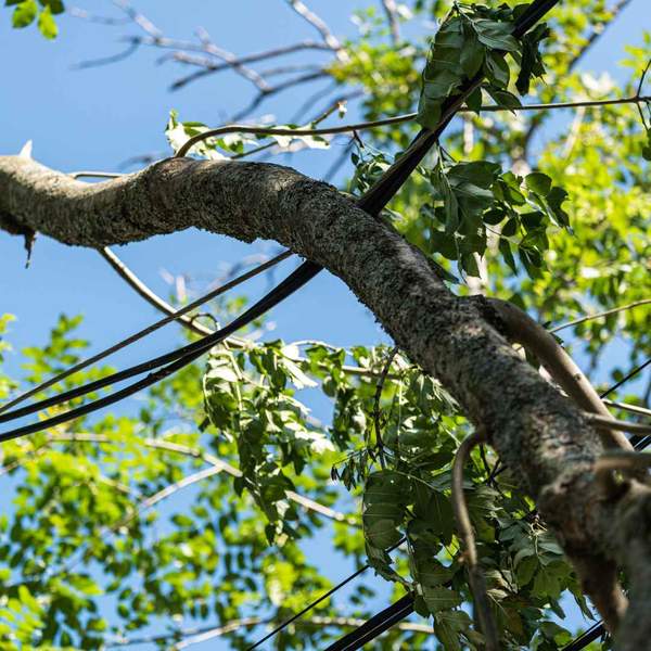 A tree limb with wires tangled in it. 