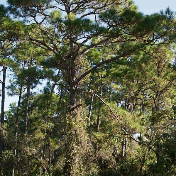 tree-pruning-gainesville.jpg