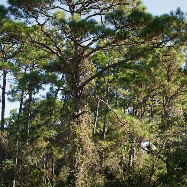 Pine trees in Gainesville, FL