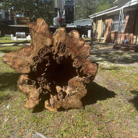 A chopped down tree.