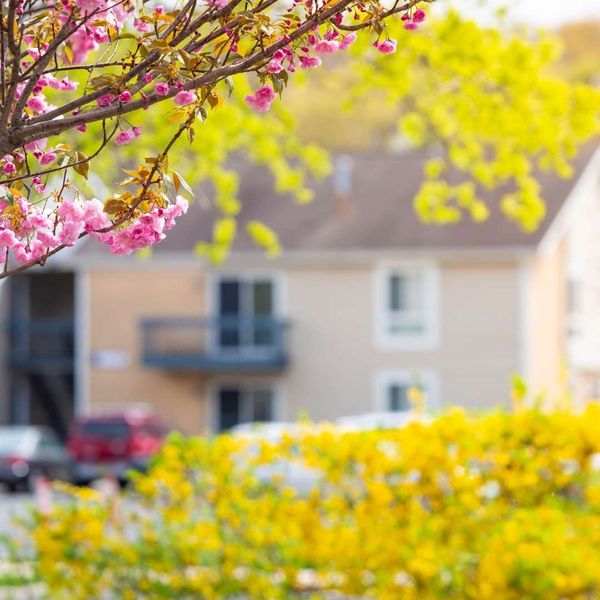 Late winter tree pruning Gainesville
