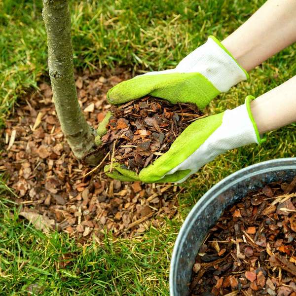 A person mulching a tree