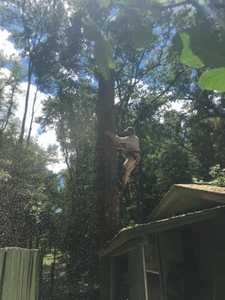 Tree Trimming