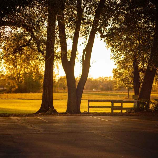 Trees at sunset