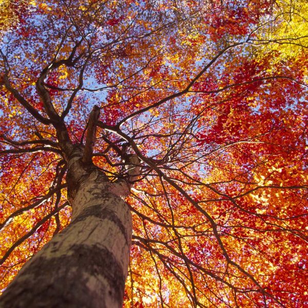 Fall Tree in Florida