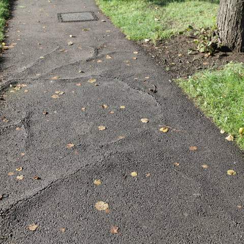 Tree root removal Gainesville FL - An image of a cracked sidewalk caused by tree roots.