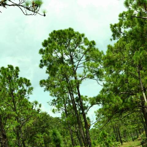 Leaning pine trees after a hurricane