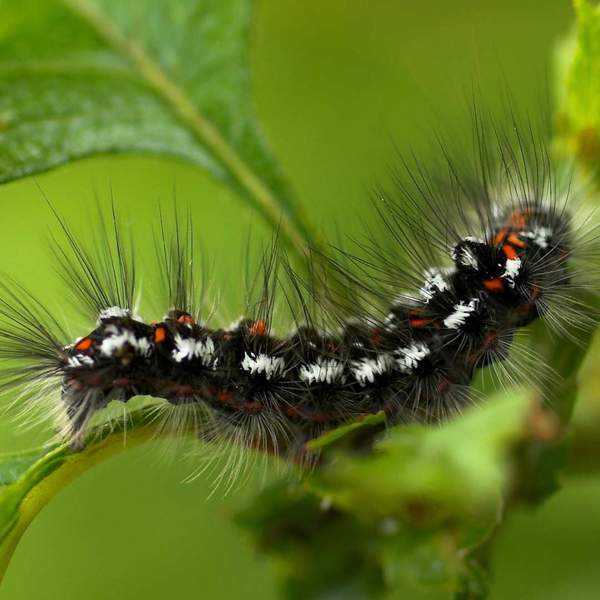 A common tree pest in Gainesville, FL
