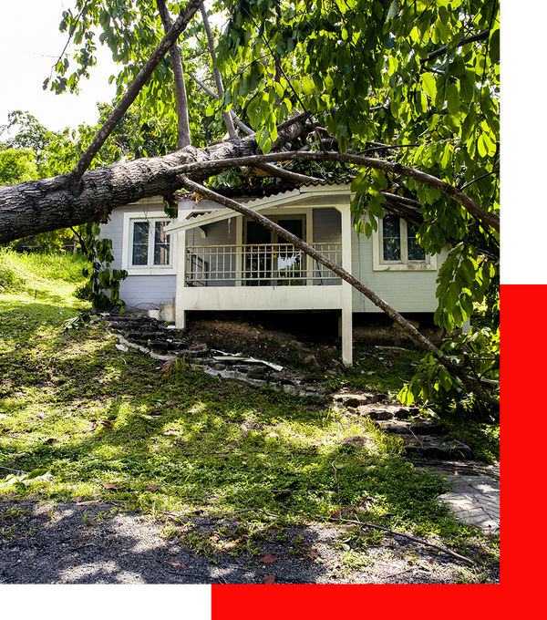 A tree that fell on a house