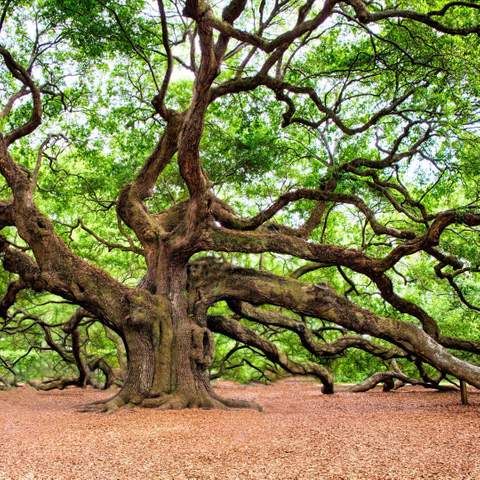 Live Oak Tree