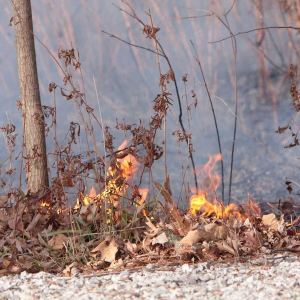 Forest Fire Prevention in Gainesville, FL