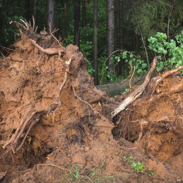 why-do-trees-lean-after-hurricanes-gainesville-fl.jpg