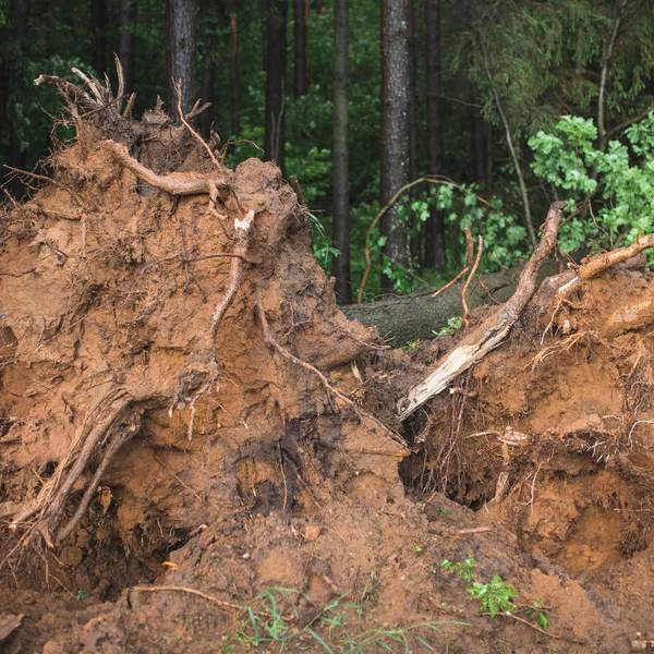 An uprooted tree