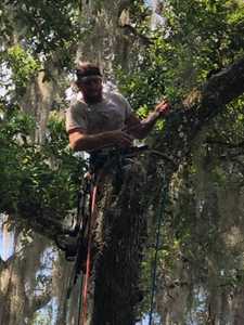 tree trimming