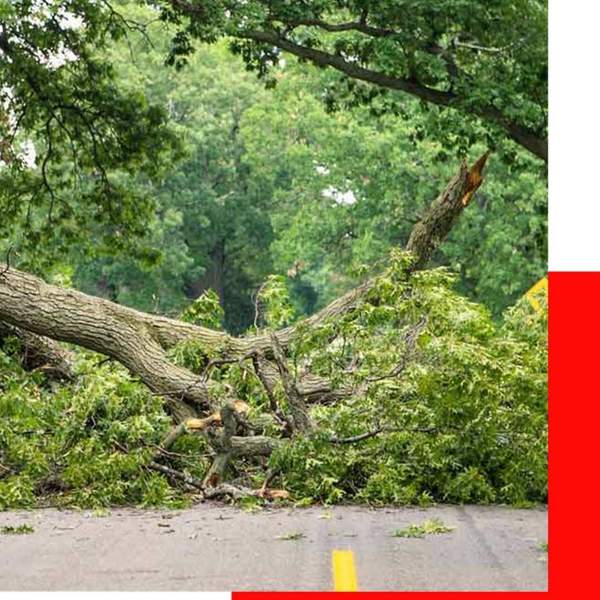 The-Wood-Doctor-Tree-Service-Gainesville-FL.jpg