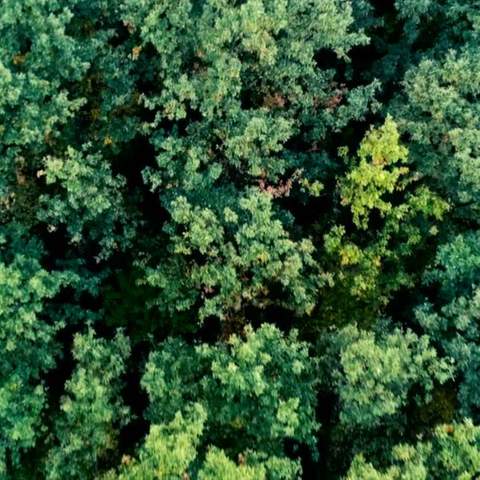 Tree canopy