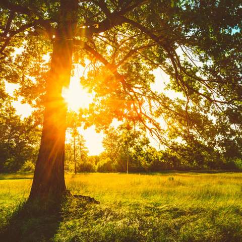 A tree at sunset