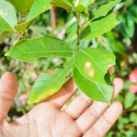Someone looking at a tree leaf