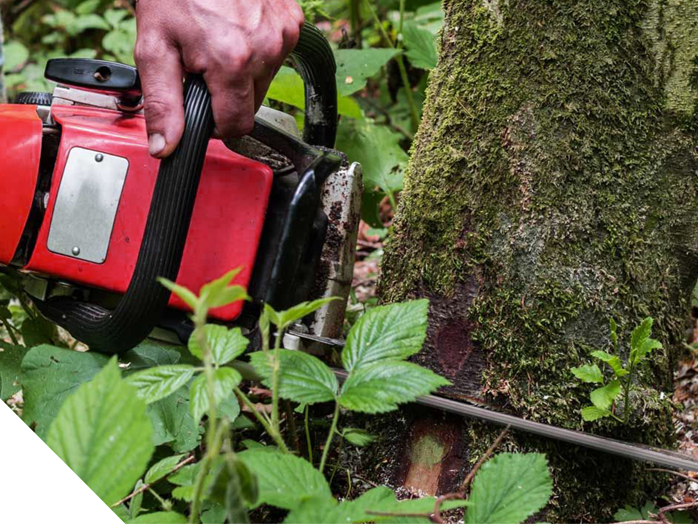 person cutting down tree