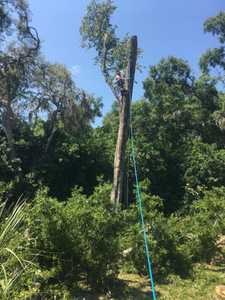 tree removal