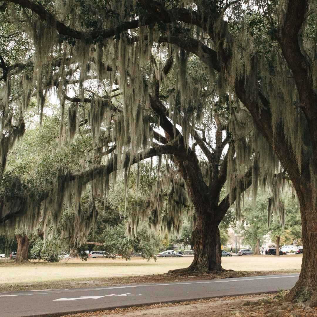 Live Oak trees