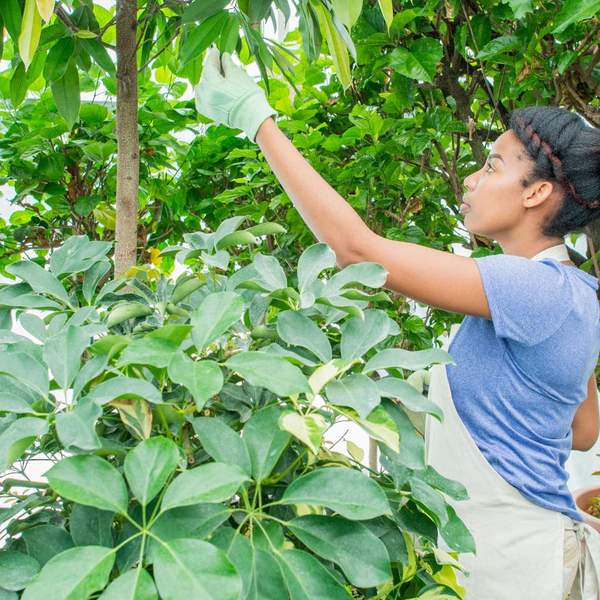 A woman performing a tree health assessment.