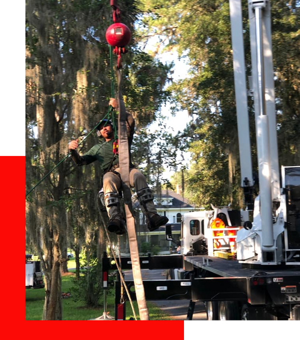A man using a crane to remove a tree