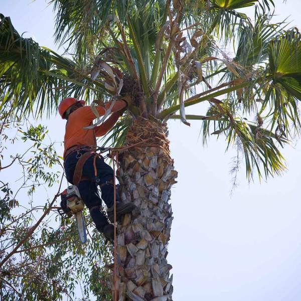 A man trimming a palm tree.