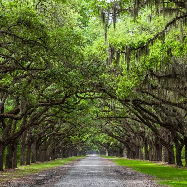 When's the Best Time to Trim Oak Trees in Florida?
