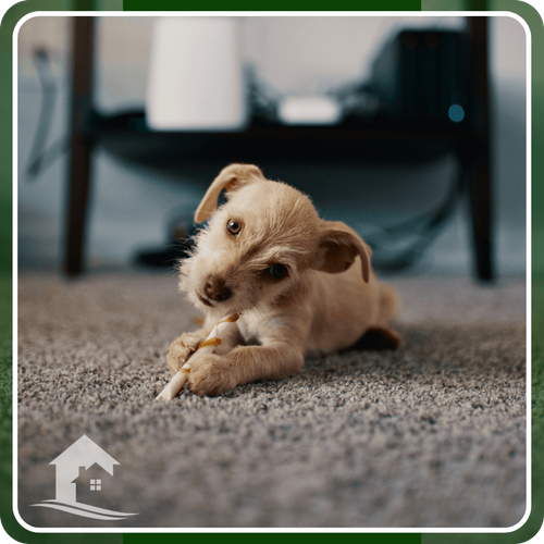 dog chewing treat on carpet dog chewing treat on carpet