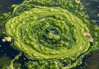 pool cleaning service bel air ca