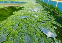 pool service agoura hills ca