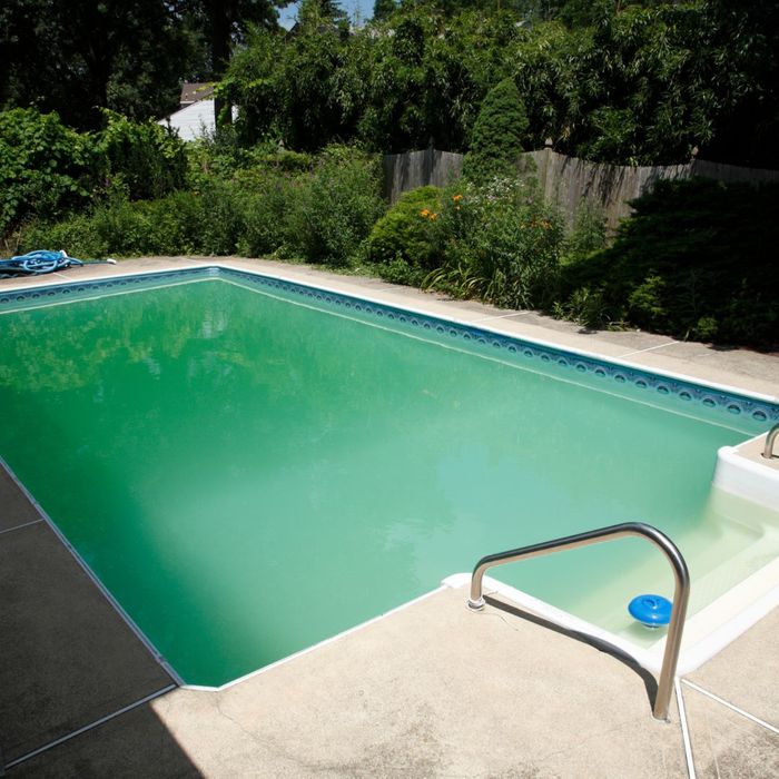 algae in pool