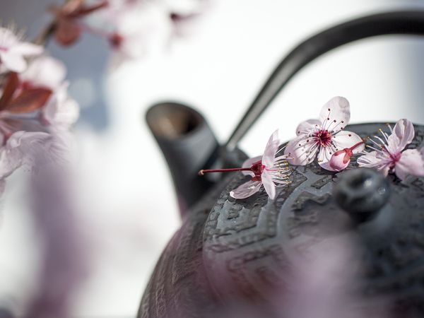 Traditional Teapot with cherry blossoms for zen and relaxation