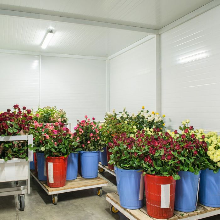 flowers stored in a warehouse