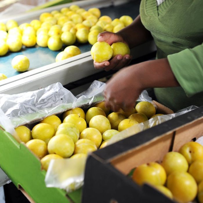 packaging fresh fruit