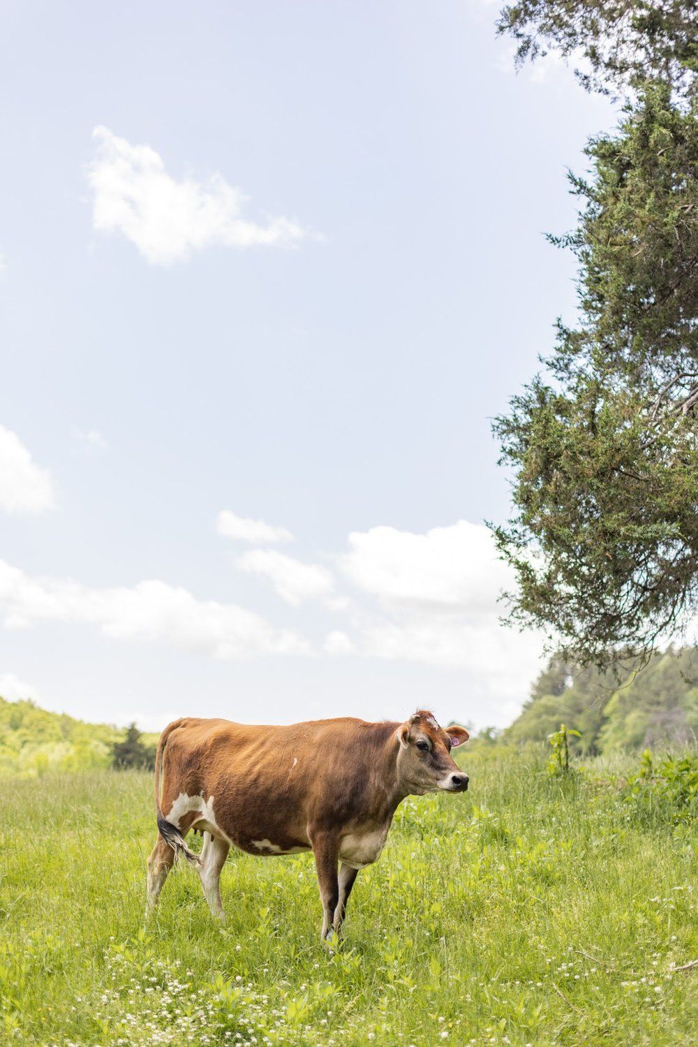 2022-05-05 Looking Glass Creamery | Columbus, NC | Jack Robert PhotographyBLOG-8824