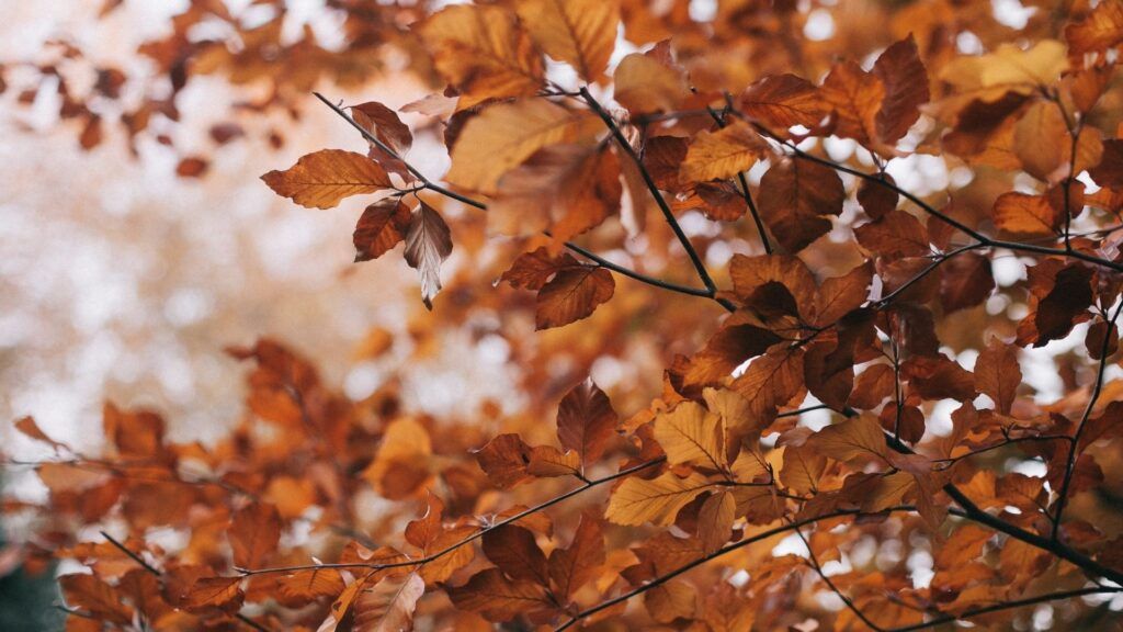 Fall-Plumbing-Maintenance-in-Norman-Hero-1024x576.jpg
