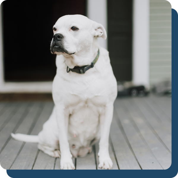 decks image 1 (2).png