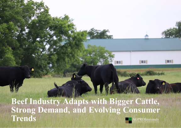 Beef Industry Adapts with Bigger Cattle (1).png