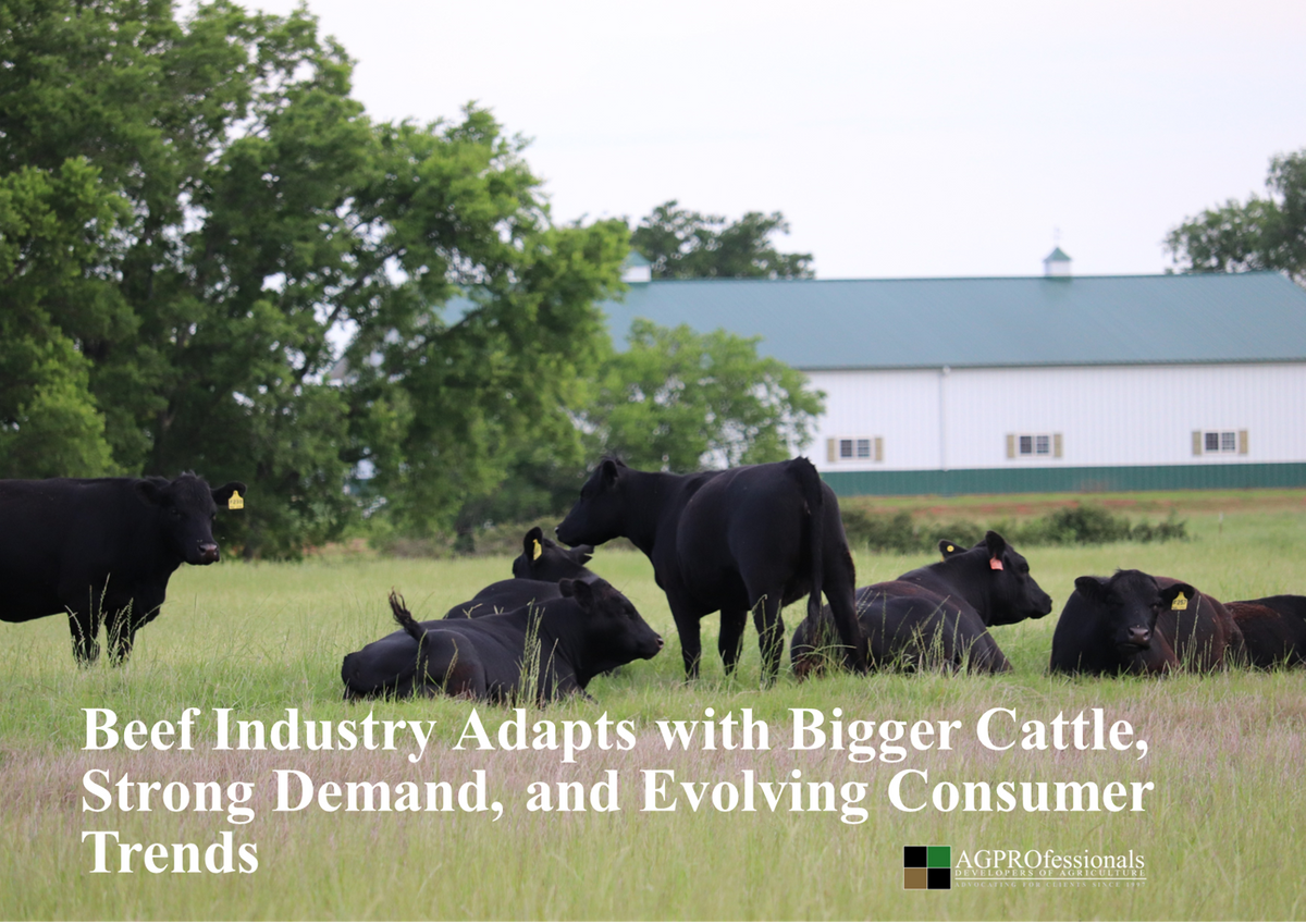 Beef Industry Adapts with Bigger Cattle (1).png