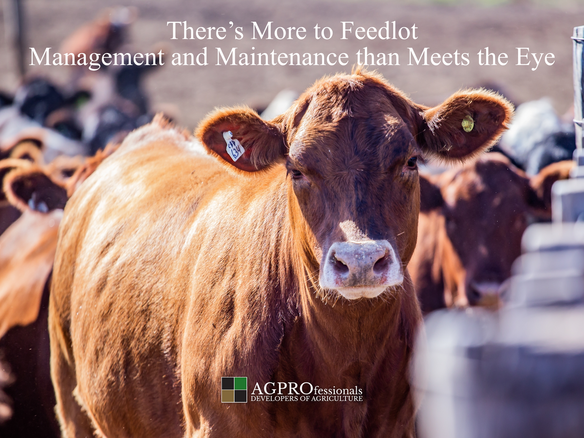 Feedlot and Feedyard Management and Maintenance 